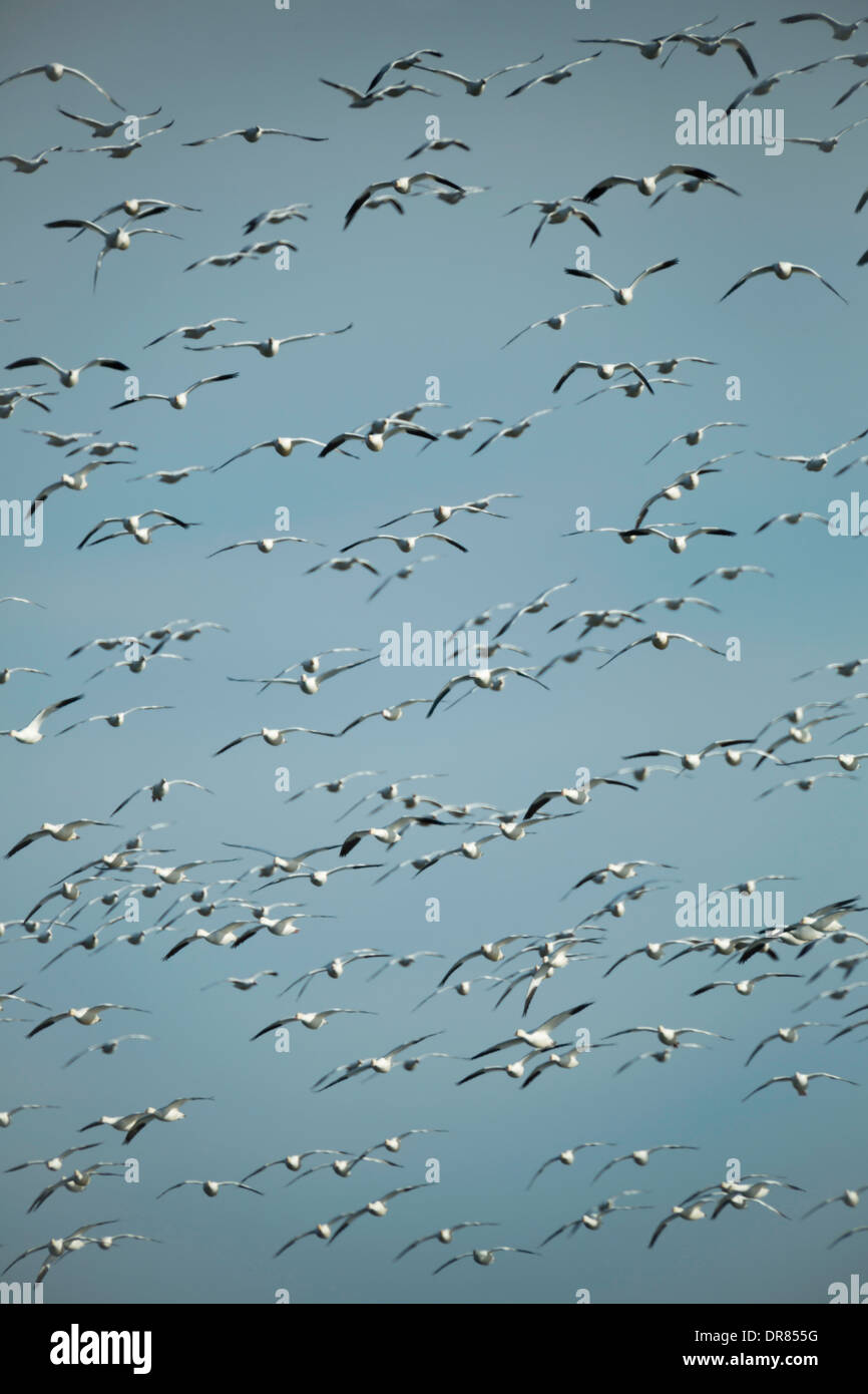 Eine Herde von Schneegänse (Chen Caerulescens) die Flucht auf dem Frühjahrszug im Klamath National Wildlife Refuge. Stockfoto