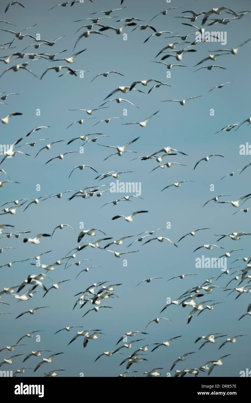 Eine Herde von Schneegänse (Chen Caerulescens) die Flucht auf dem Frühjahrszug im Klamath National Wildlife Refuge. Stockfoto