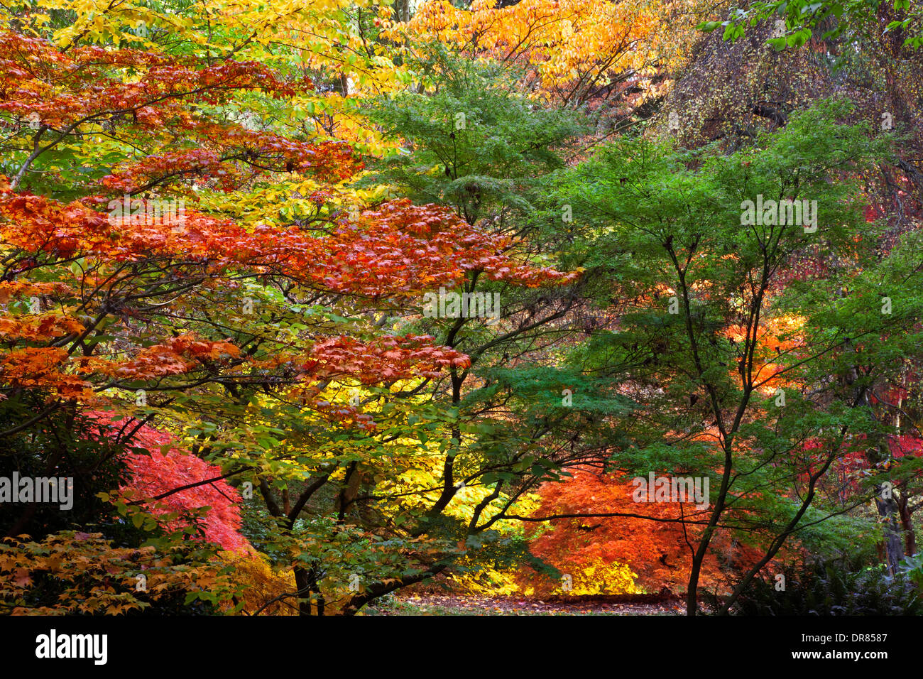 WASHINGTON - Herbstfarben in Seattle Washington Park Arboretum. Stockfoto