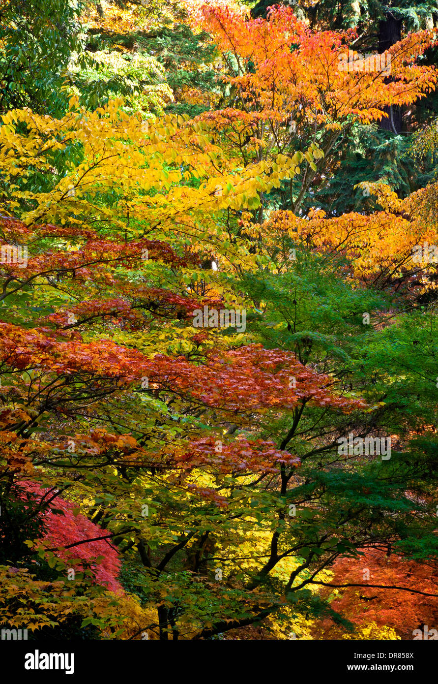 WASHINGTON - Herbstfarben in Seattle Washington Park Arboretum. Stockfoto