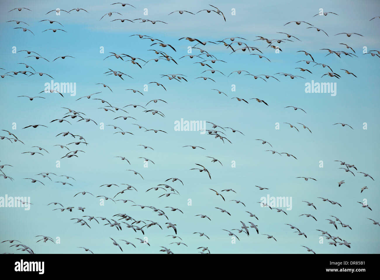 Eine Herde von Schneegänse (Chen Caerulescens) die Flucht auf dem Frühjahrszug im Klamath National Wildlife Refuge. Stockfoto
