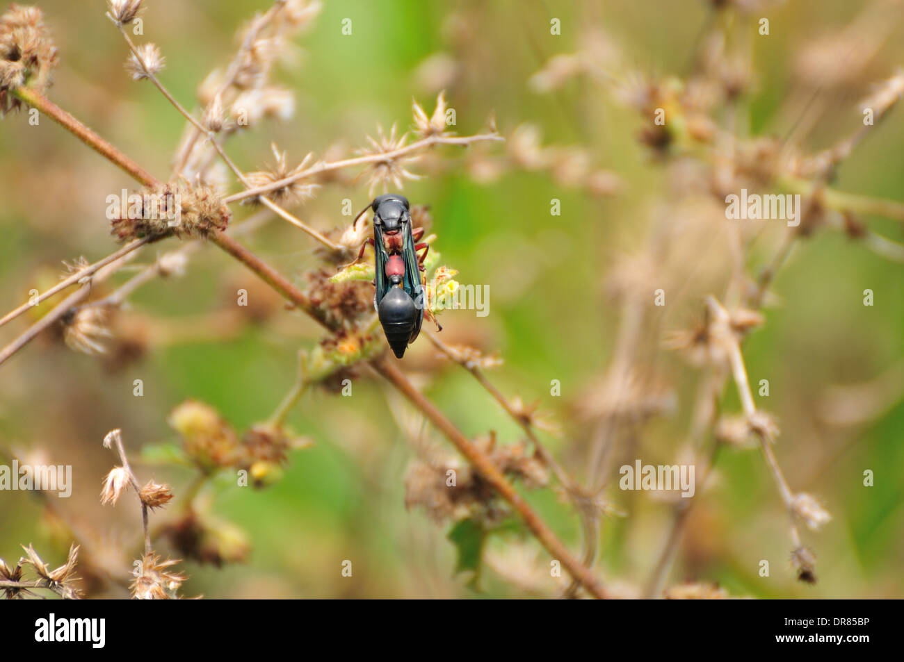 fliegende Insekten in Brasilien Stockfoto