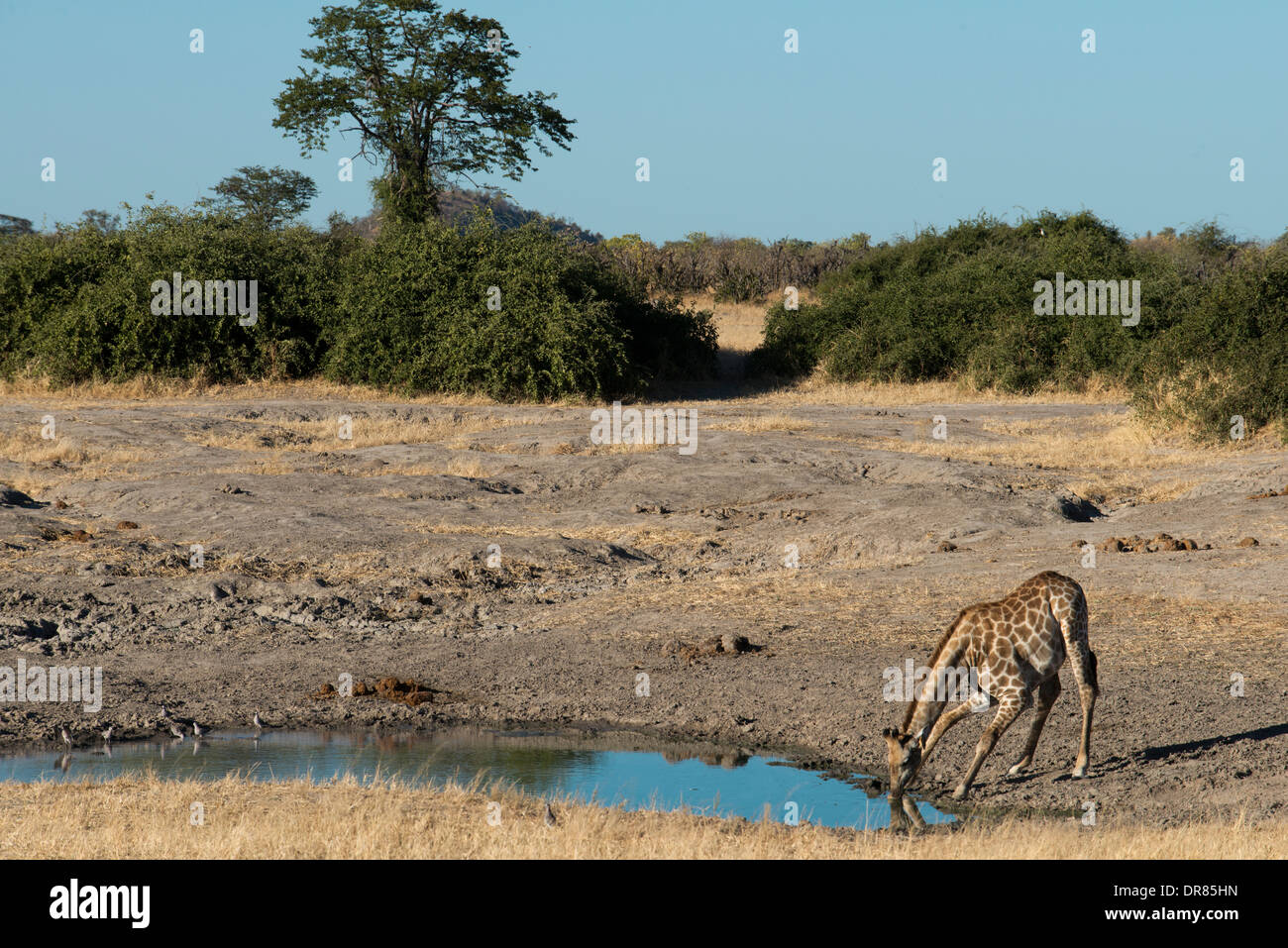 Einige Giraffen Trinkwasser an einer Wasserstelle in der Nähe von Camp Savute Elephant Camp von Orient-Express in Botswna im Chobe National Stockfoto