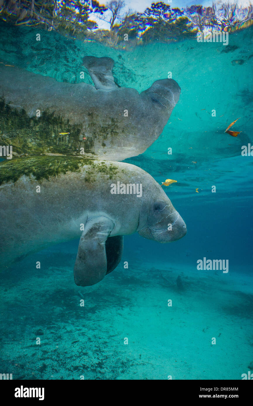 Langsam-bewegenden Florida Seekuh mit Algen auf seine "zurück. Stockfoto