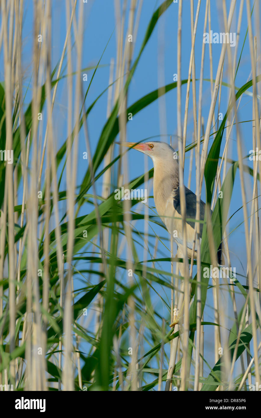 Zwergdommel Ixobrychus Minutus, Zwergdommel Stockfoto