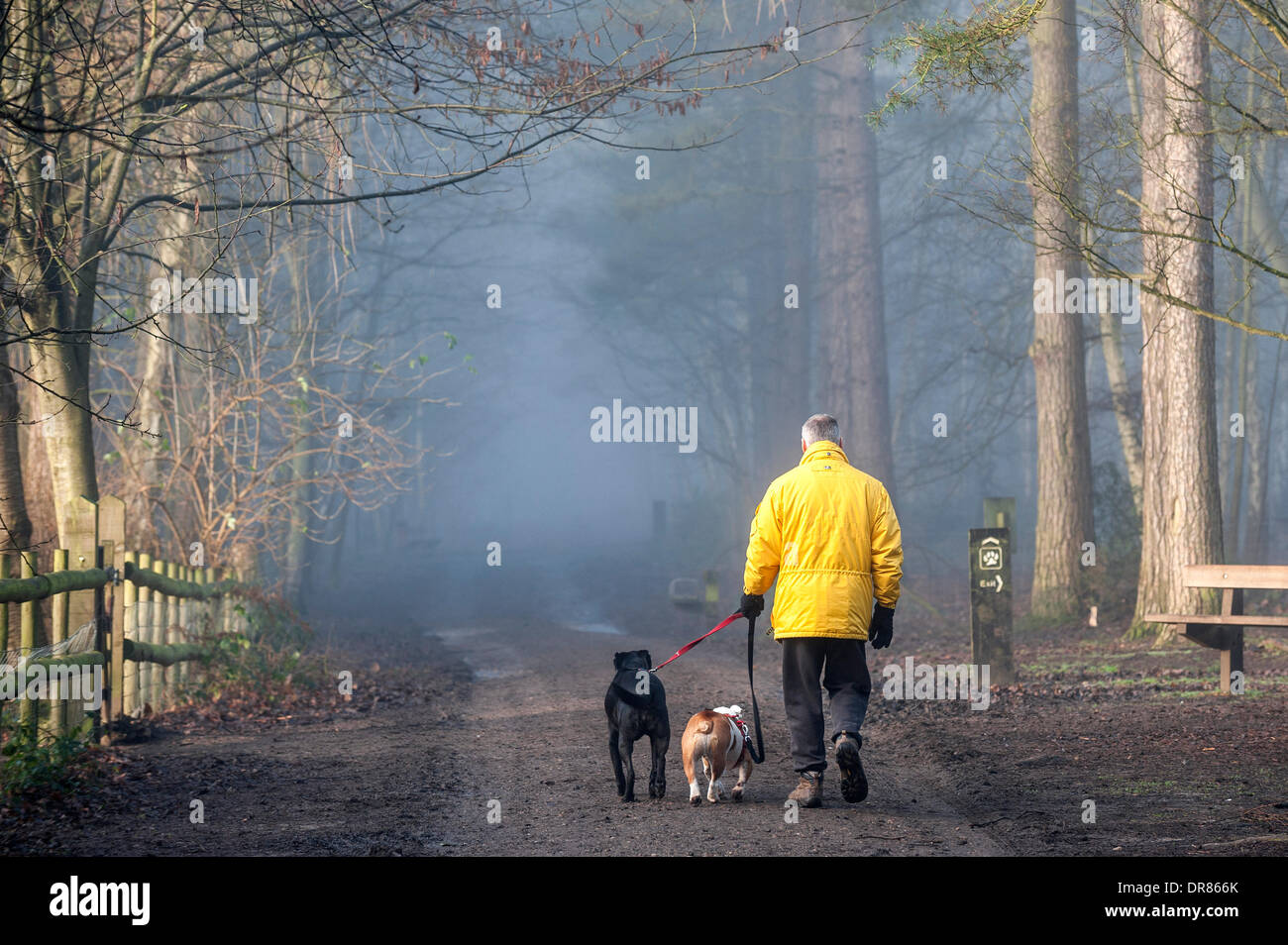 Brentwood, Essex, England. 21. Januar 2014 Dogwalker und seinen Haustieren mutig im dichten Nebel hüllt die Essex-Landschaft.  Fotograf: Gordon Scammell/Alamy Live-Nachrichten Stockfoto