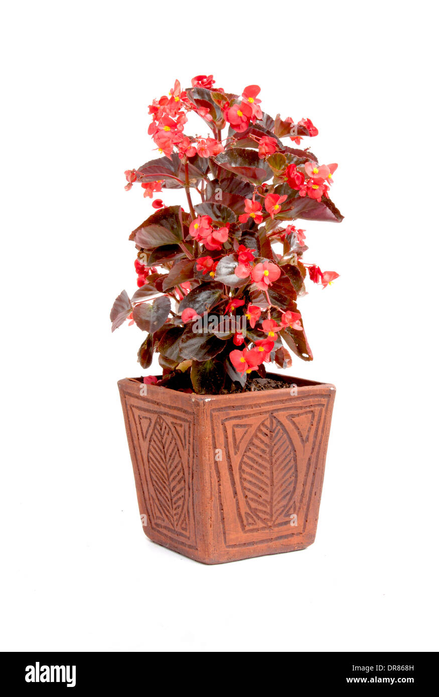 dekorative rote Blatt Begonie Topfpflanze in handmade Topf Stockfotografie  - Alamy