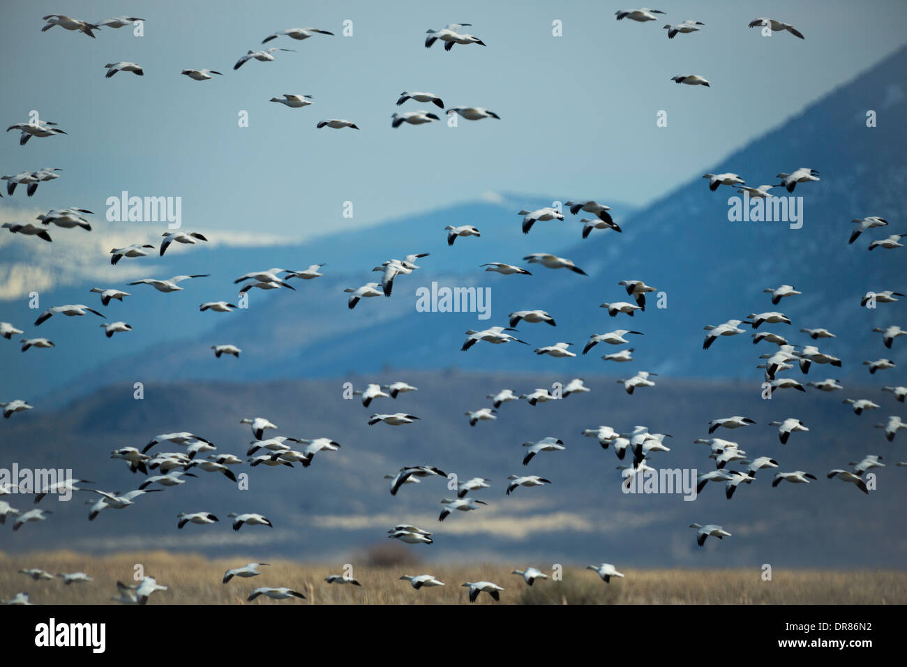 Eine Herde von Schneegänse (Chen Caerulescens) die Flucht auf dem Frühjahrszug im Klamath National Wildlife Refuge. Stockfoto