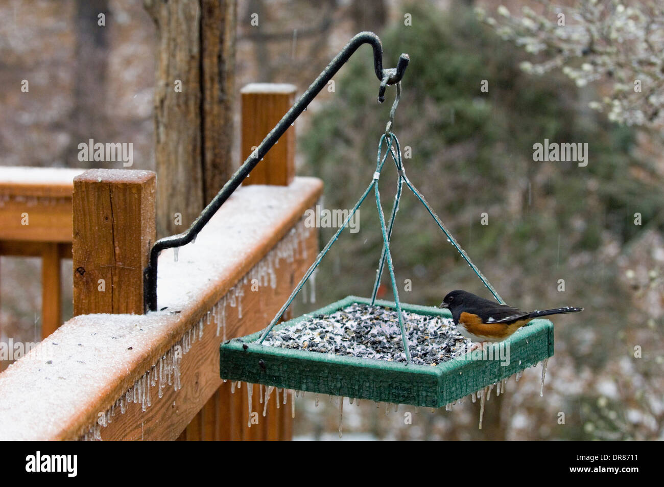 Östliche Towhee auf Plattform Futterhäuschen für Vögel im südlichen Indiana Stockfoto