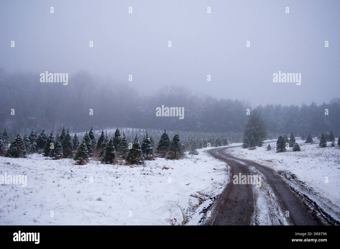 Straße durch Christmas Tree Farm an einem verschneiten und nebligen Abend im südlichen Indiana Stockfoto