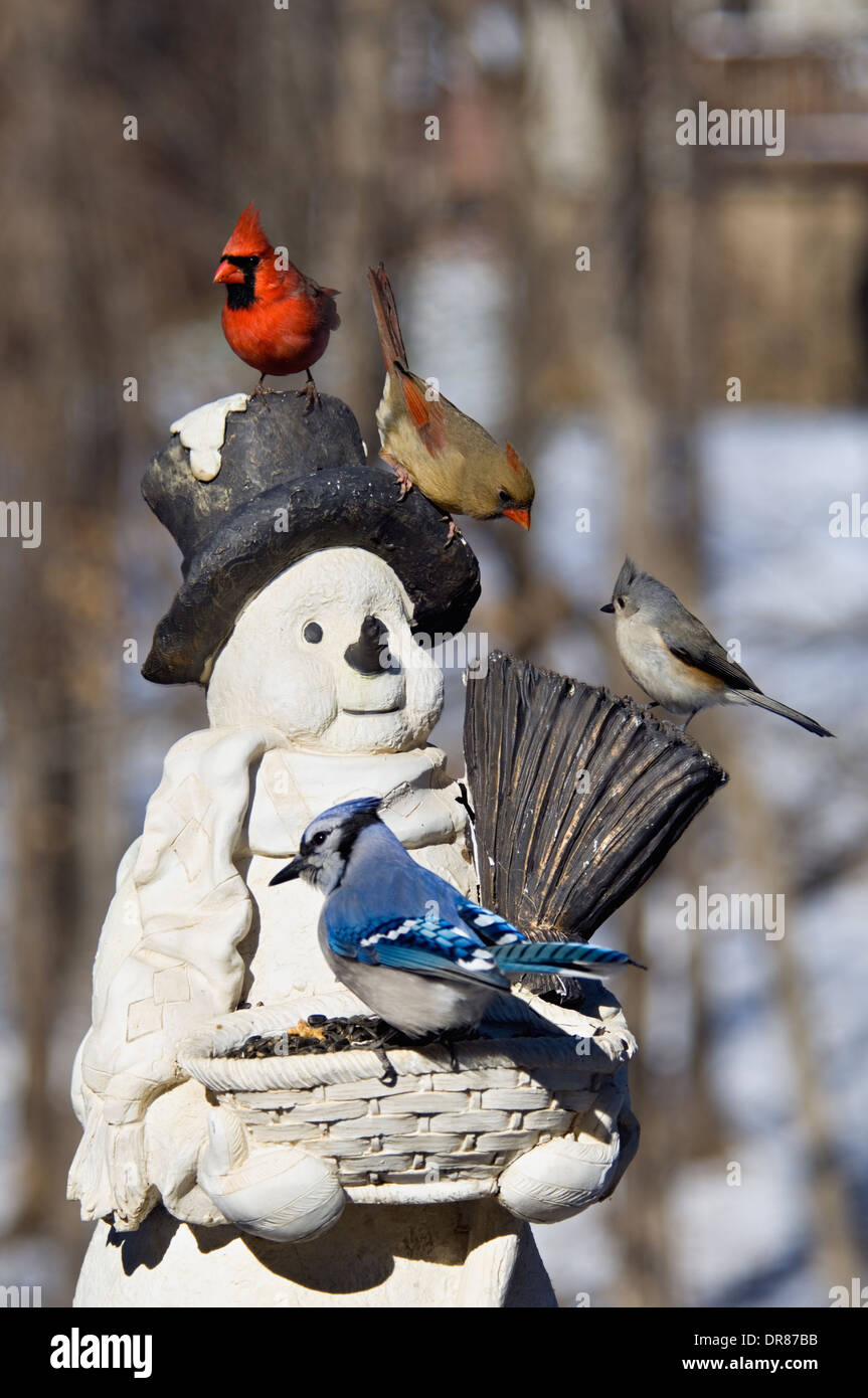 Hinterhofvögel auf Schneemann Feeder Stockfoto