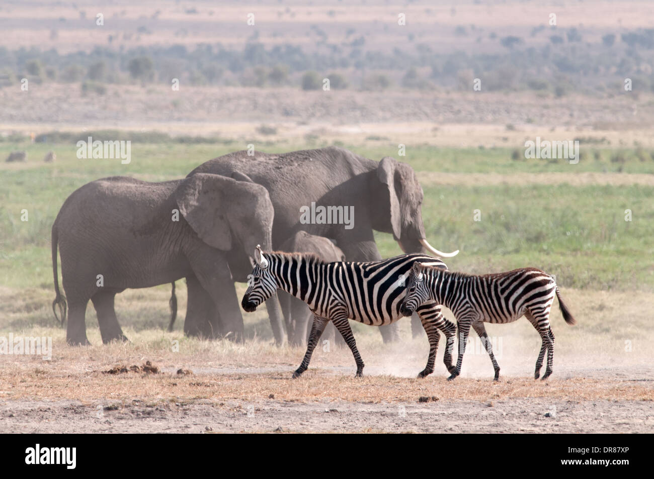 Gemeinsamen Zebras und Elefanten im Amboseli Nationalpark Kenia in Ostafrika Stockfoto