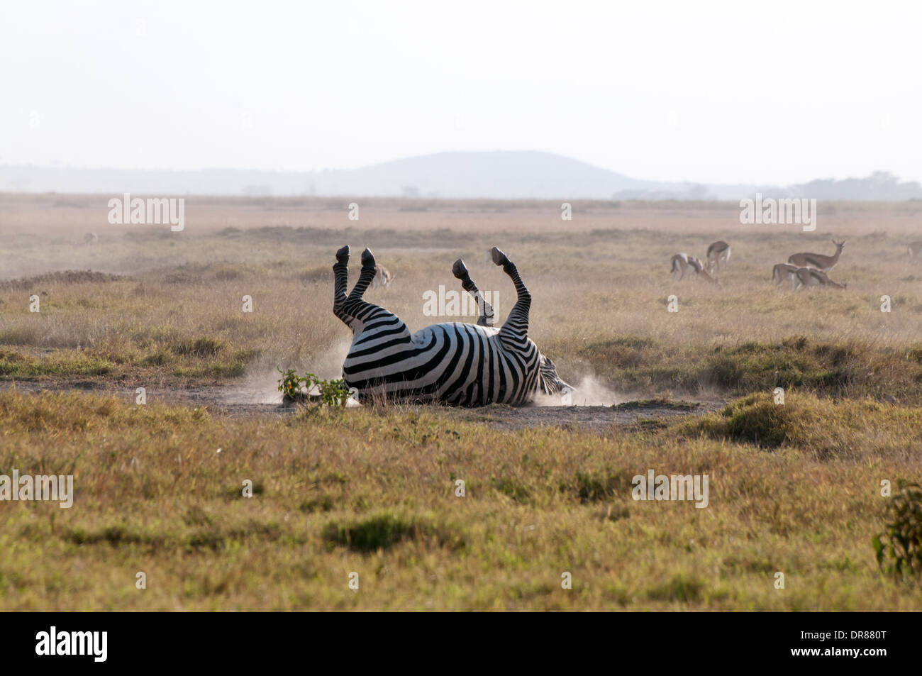 Gemeinsamen Zebra Rollen in den Staub im Amboseli Nationalpark Kenia in Ostafrika Stockfoto
