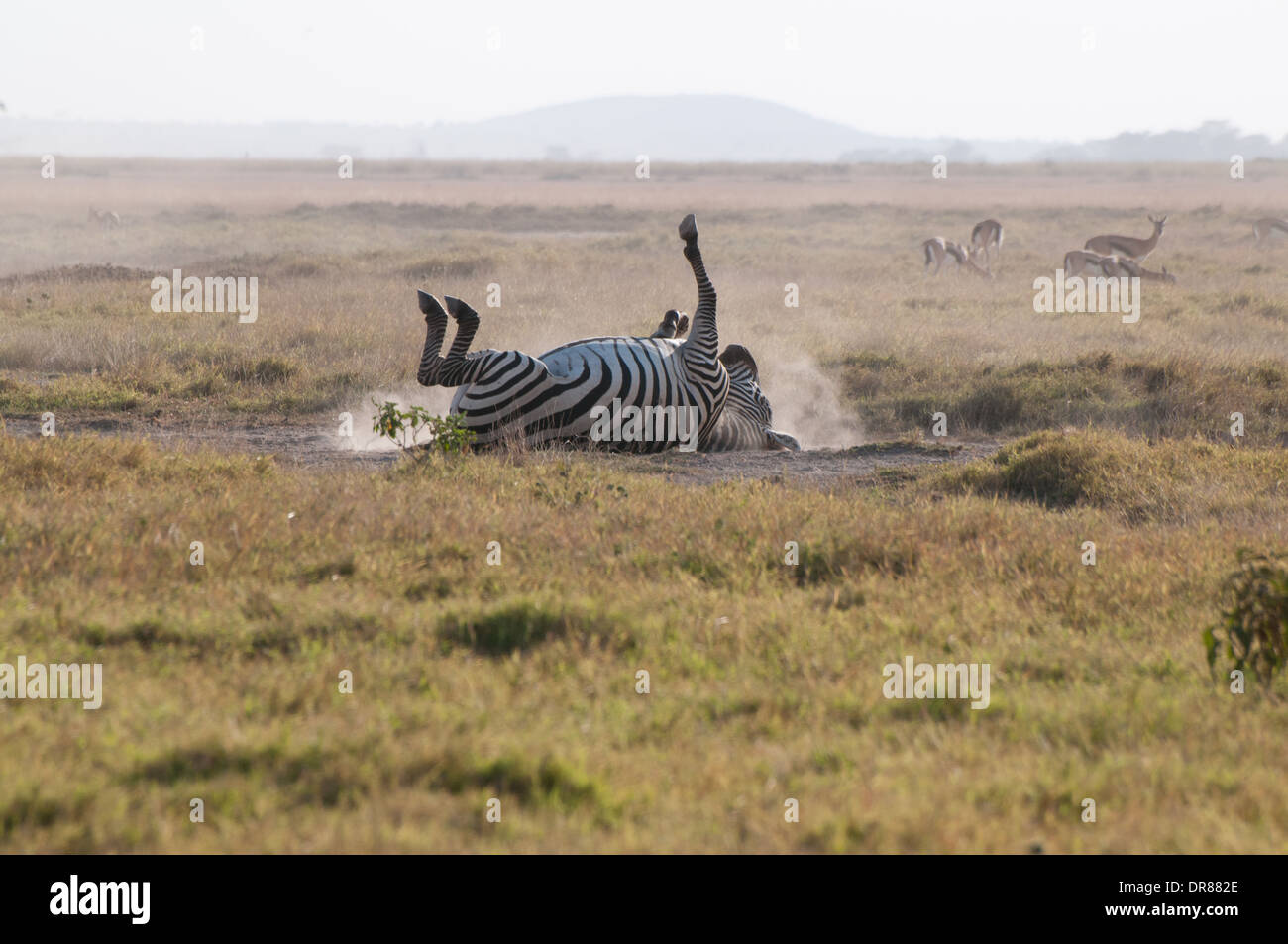Gemeinsamen Zebra Rollen in den Staub im Amboseli Nationalpark Kenia in Ostafrika Stockfoto