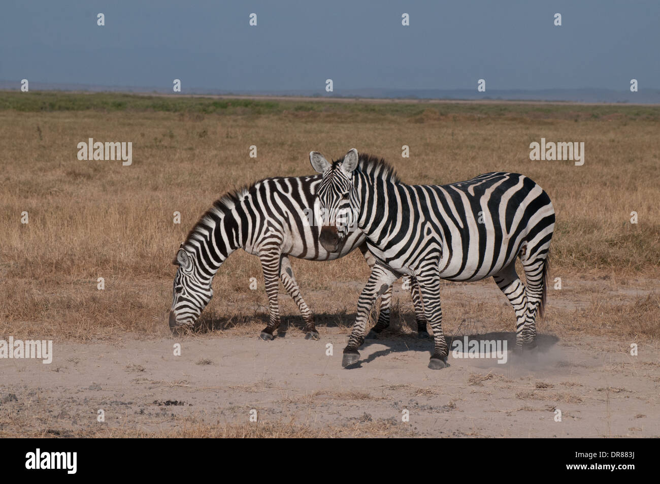 Zwei gemeinsame Zebras im Amboseli-Nationalpark Kenia in Ostafrika Stockfoto