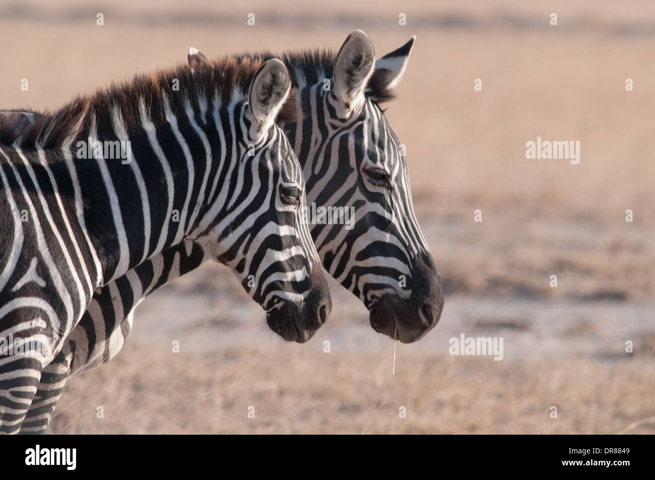 Porträt von zwei gemeinsamen Zebras im Amboseli Nationalpark Kenia in Ostafrika hautnah Stockfoto