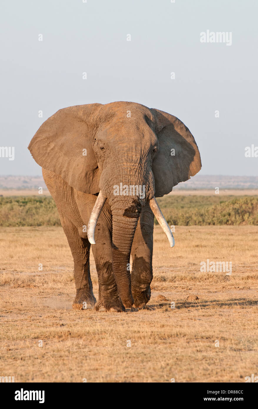 Ältere männliche Elefant mit Ohren ausgestreckten und gute Stoßzähne im Amboseli Nationalpark Kenia in Ostafrika Stockfoto