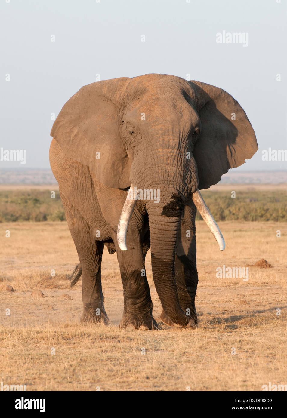 Ältere männliche Elefant mit Ohren ausgestreckten und gute Stoßzähne im Amboseli Nationalpark Kenia in Ostafrika Stockfoto