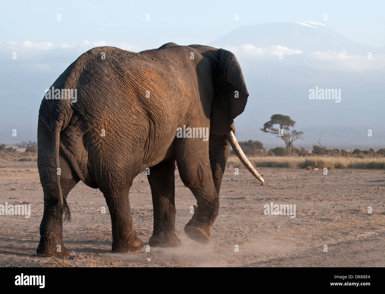 Hintere Reifen männlichen Elefanten mit guten Stoßzähnen zu Fuß entfernt in Amboseli National Park Kenia in Ostafrika Stockfoto