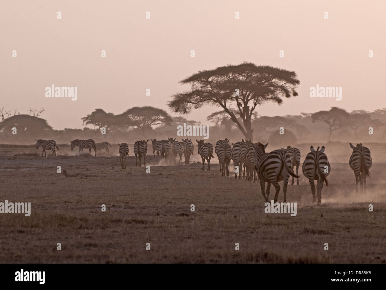 Herde von gemeinsamen Zebra Wanderung vorbei an Akazien, die Erhöhung der Staub in der Abenddämmerung im Amboseli Nationalpark Kenia in Ostafrika Stockfoto