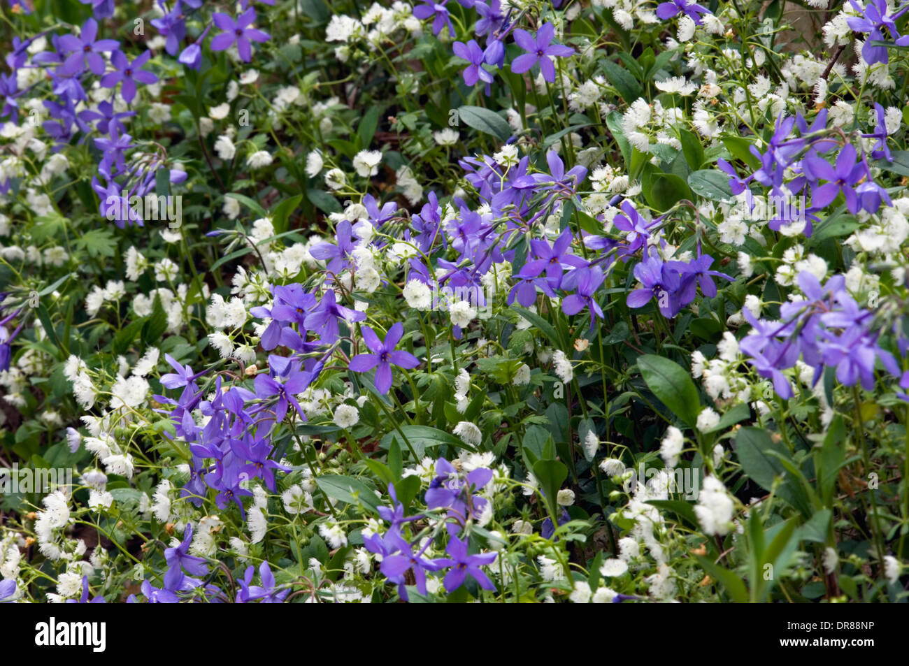 Phlox Stockfotos und -bilder Kaufen - Alamy