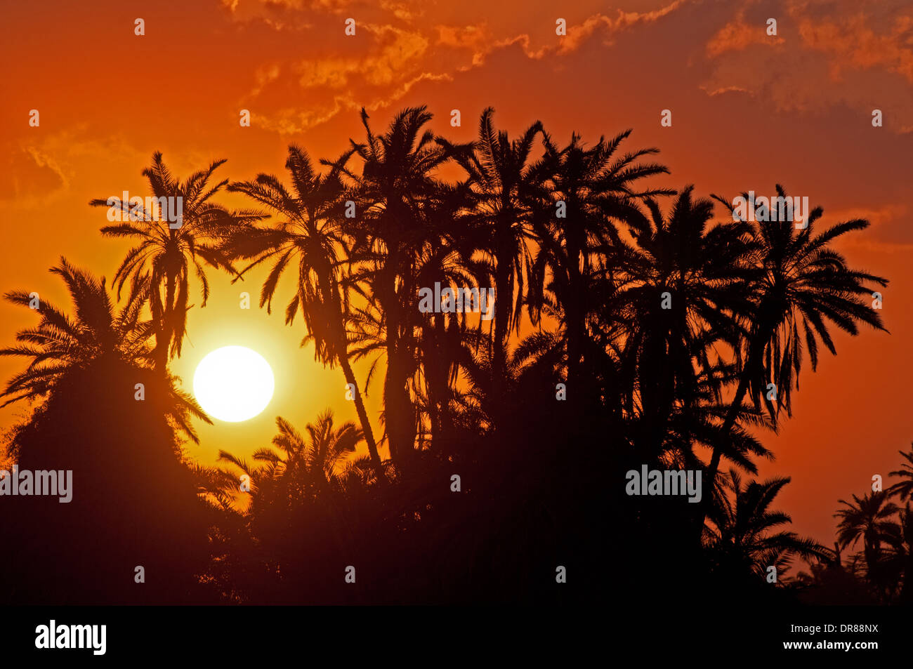 Palmen, die Silhouette gegen orange Sonne und Sonnenuntergang Himmel im Amboseli Nationalpark Kenia in Ostafrika Stockfoto