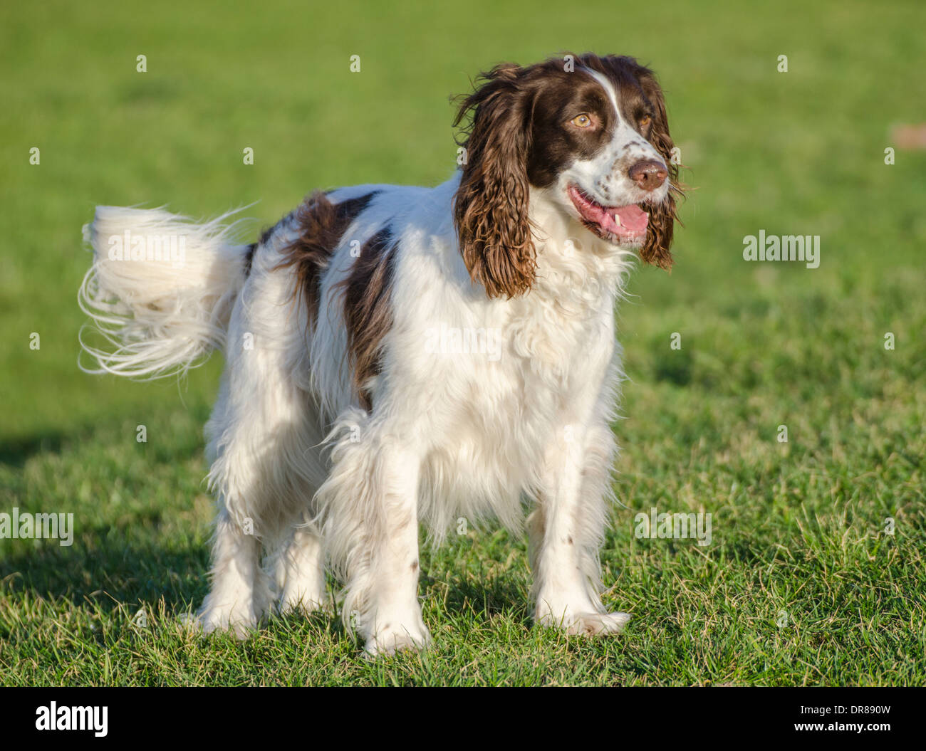 Welsh Springer Spaniel Hund stehend auf dem Rasen. Stockfoto