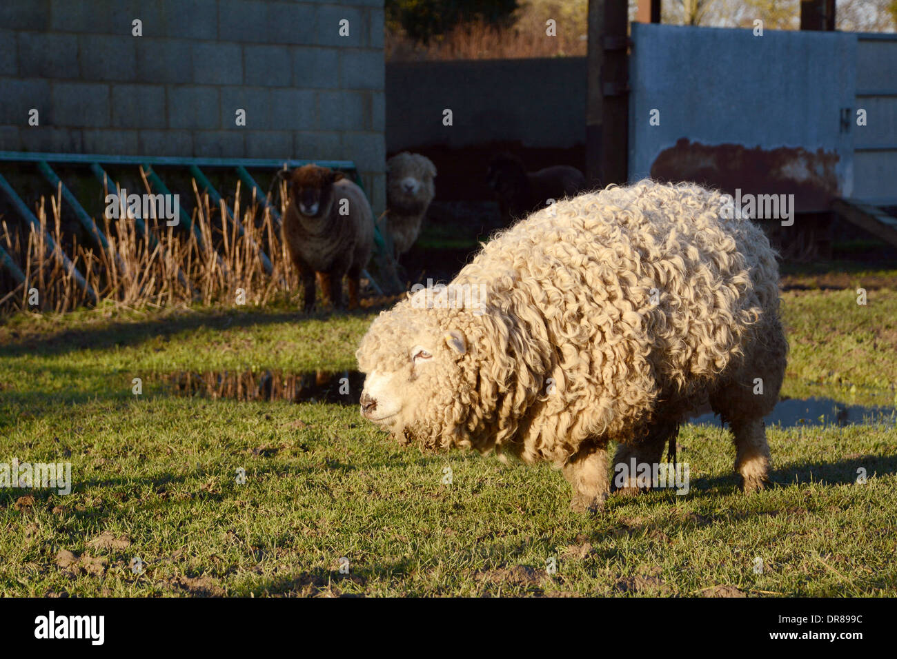 Greyface Dartmoor Schafe mit einem dicken lockigen Vlies stehen in einem nassen Feld Stockfoto