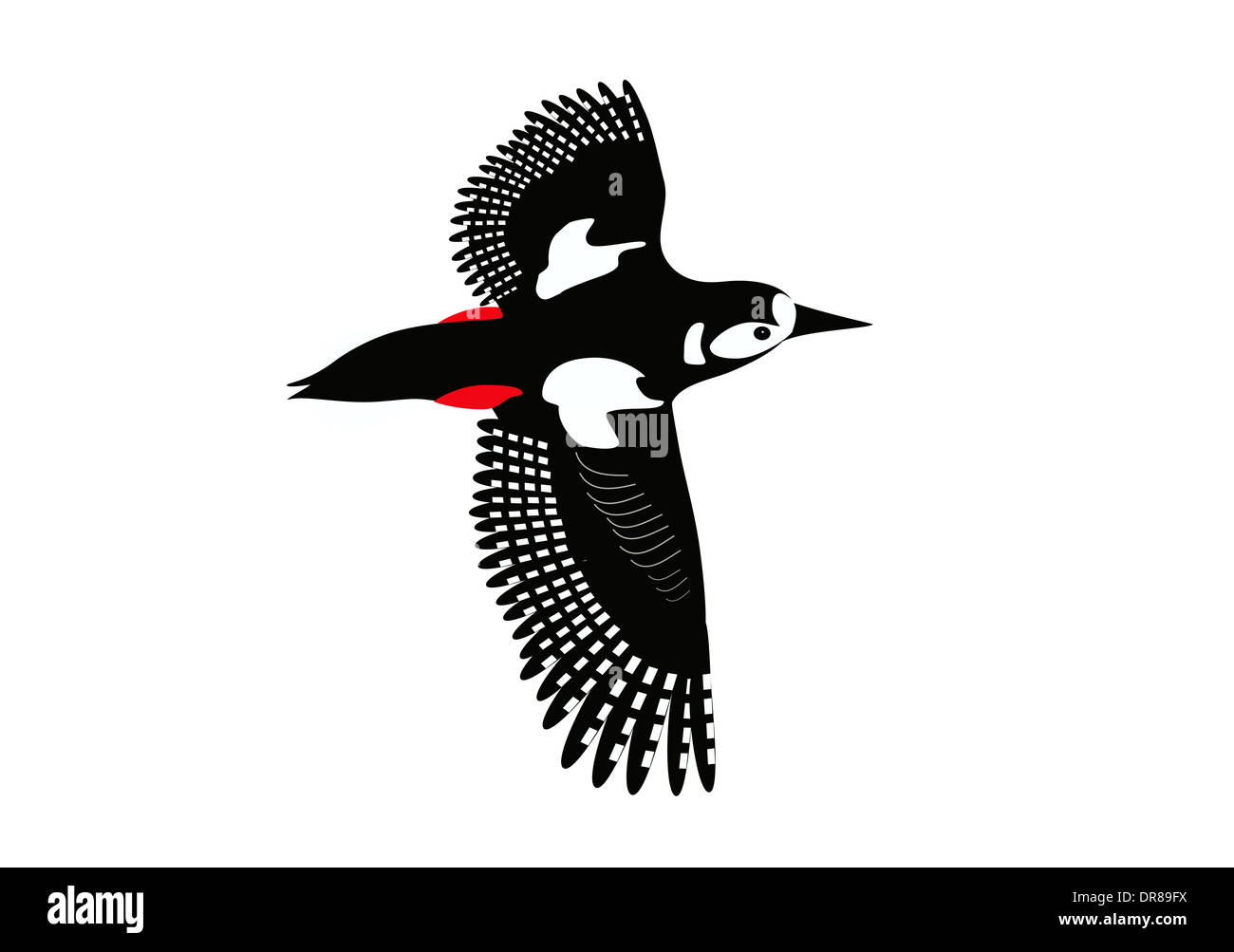 Buntspecht Stockfoto