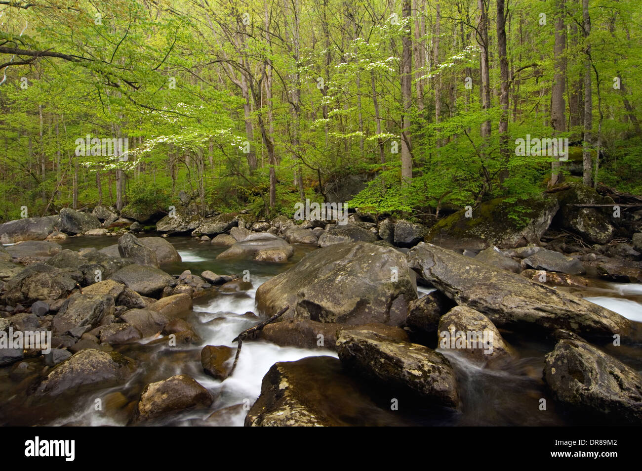 Mittlere Zinke des Little Pigeon River im Nationalpark Great Smoky Mountains in Tennessee Stockfoto