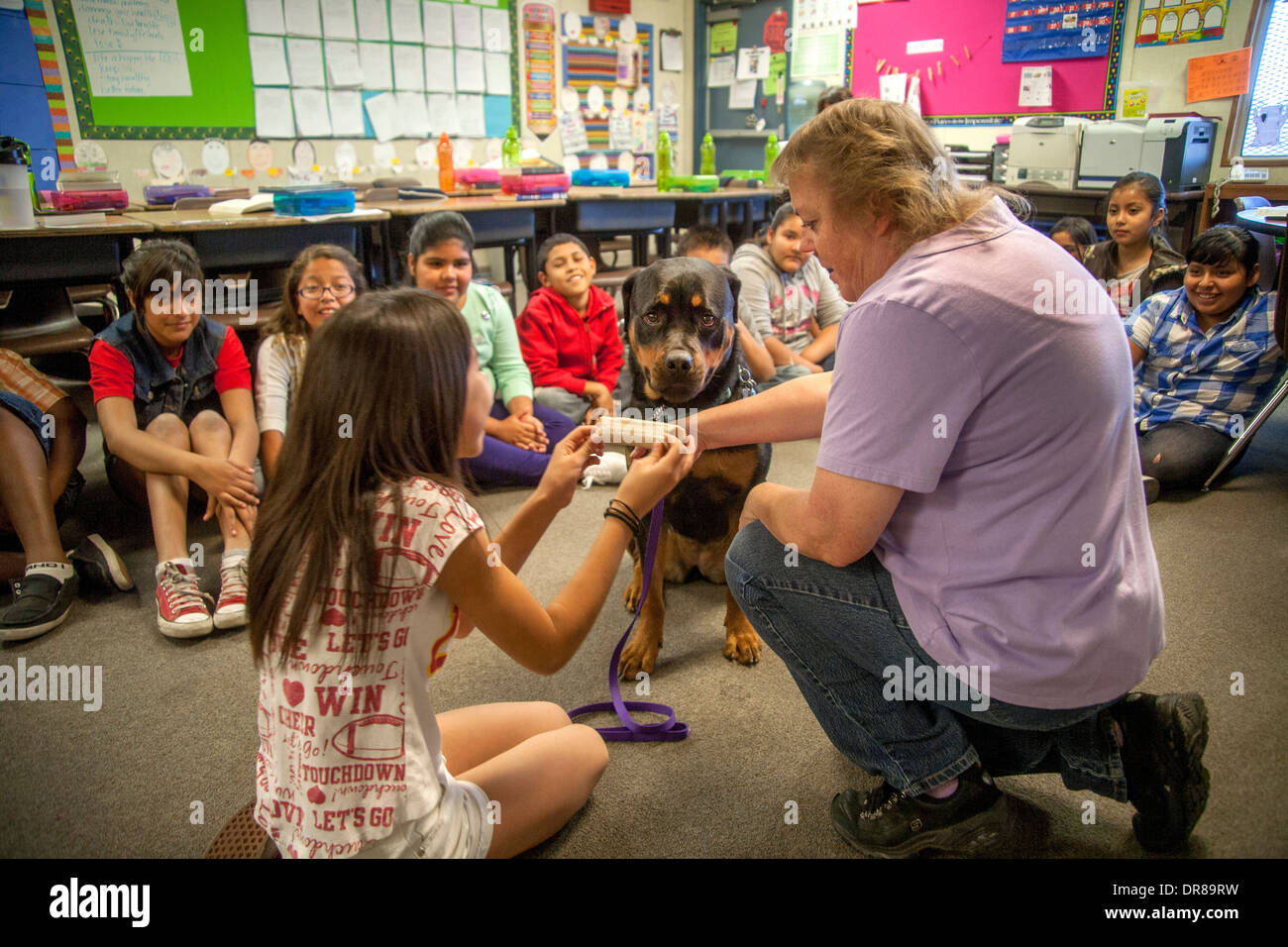 Ein überwiegend Hispanic Grundschule Klasse in San Bernardino, Kalifornien, bekommt eine Lektion in Hundepflege des Eigentümers ein Rottweiler, wie eine Mädchen lernt, wie man Essen anbieten. Stockfoto