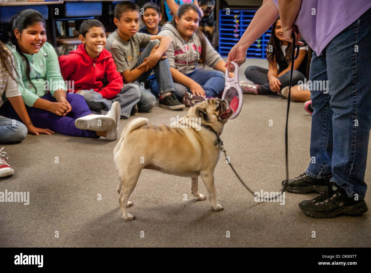 Ein überwiegend Hispanic Grundschule Klasse in San Bernardino, Kalifornien, bekommt eine Lektion in Tierpflege von einem Besitzer, als ihr Chow Hund sich im Spiegel anschaut. Stockfoto