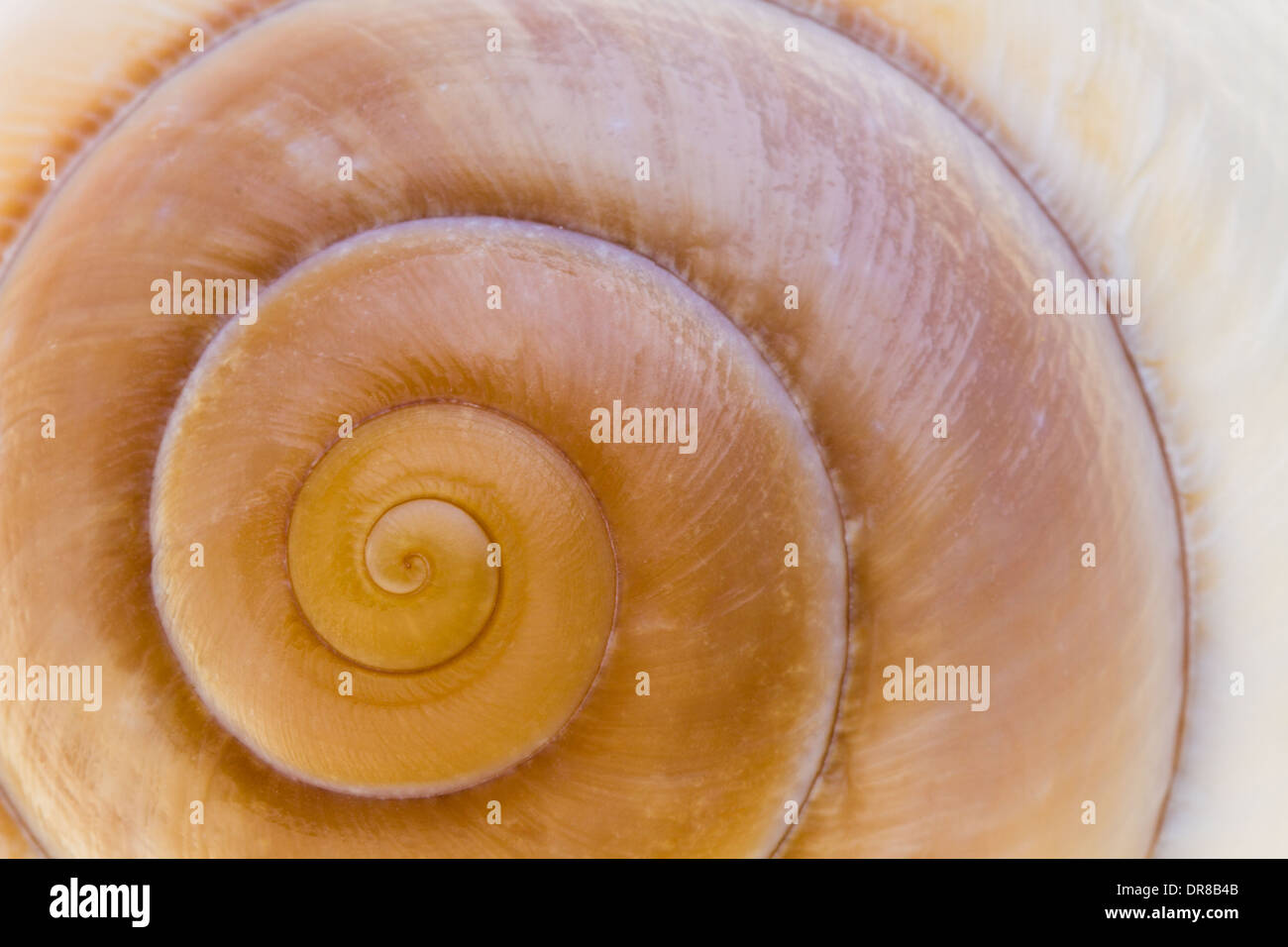 Nahaufnahme der Spirale in einer Muschel. Stockfoto