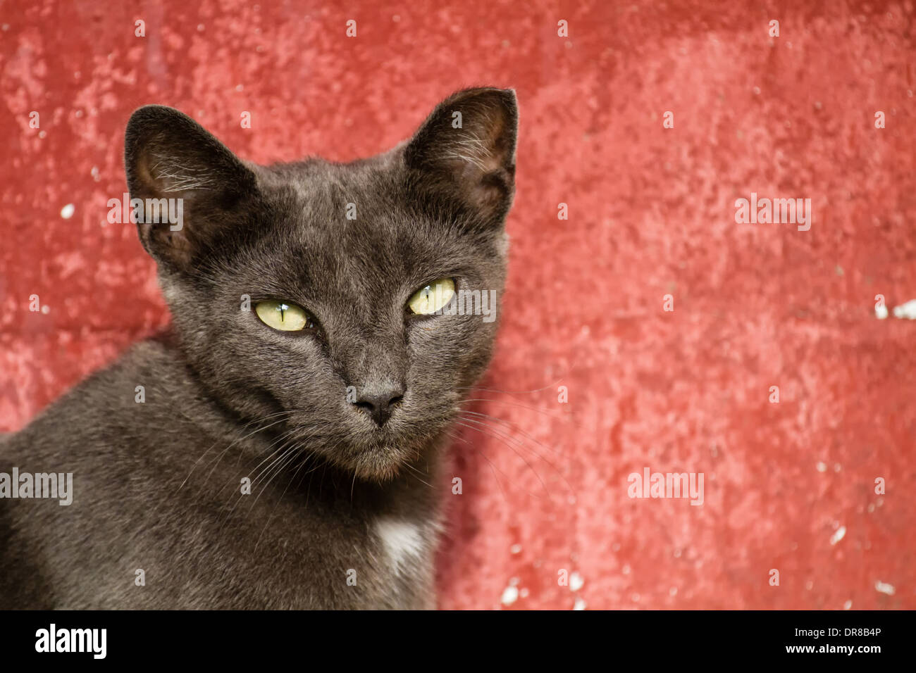 Graue ausgewachsene Katze schaut in die Kamera vor einem roten Hintergrund. Stockfoto