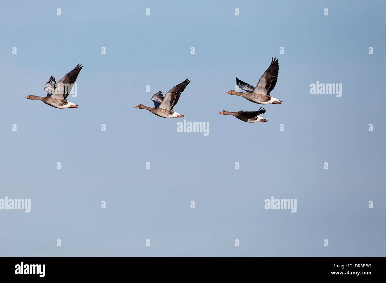 Graugans Anser Anser, vier Vögel im Flug, Gloucestershire, Januar 2014 Stockfoto