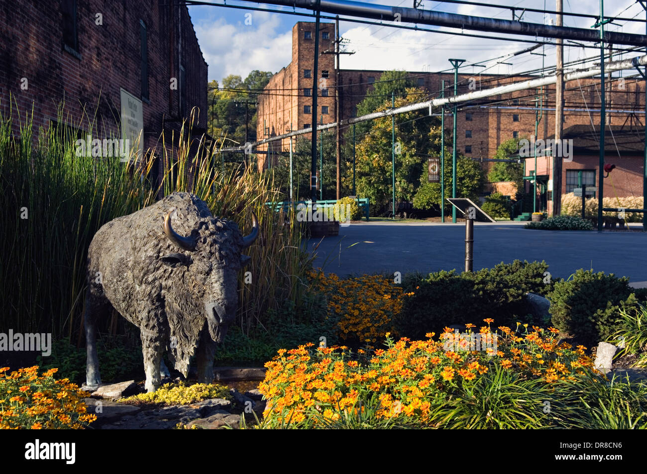 Bronzestatue von Buffalo bei Buffalo Trace Distillery in Frankfort, Kentucky Stockfoto