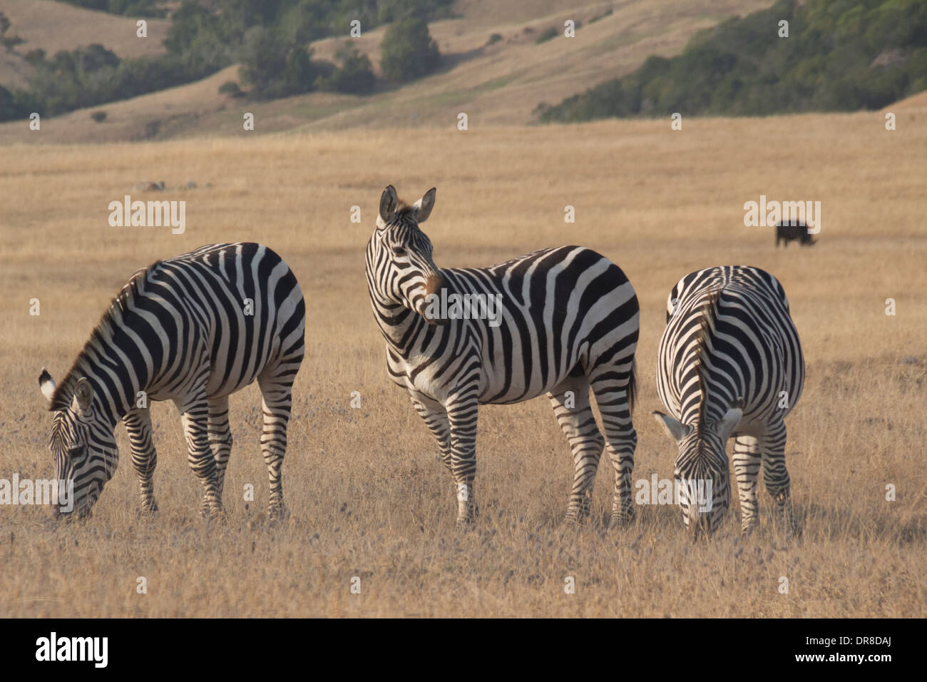 Zebras grasen Stockfoto