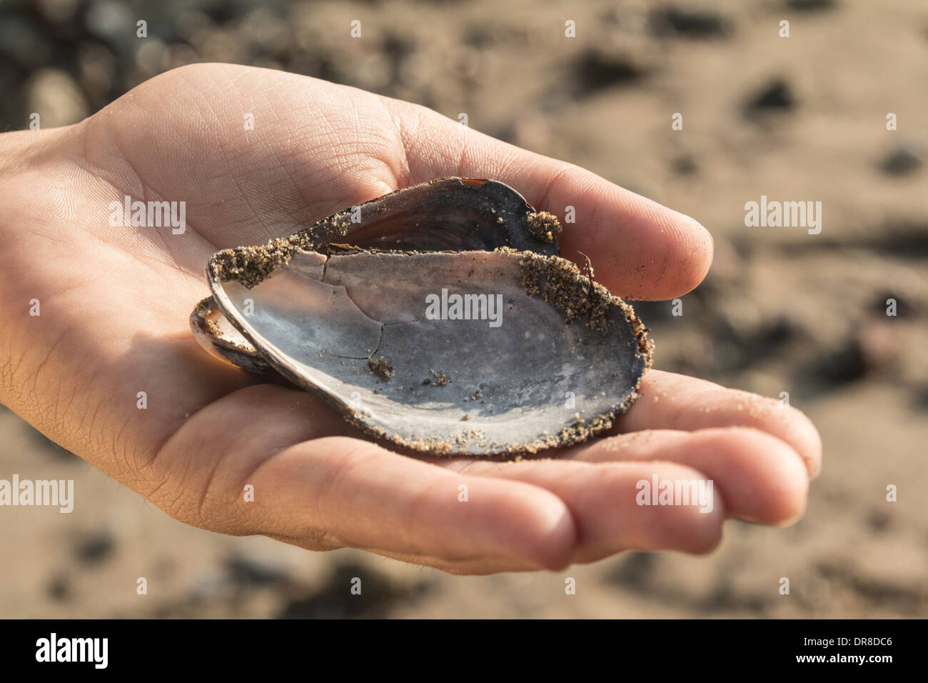 Eine Muschelschale in einer hand Stockfoto