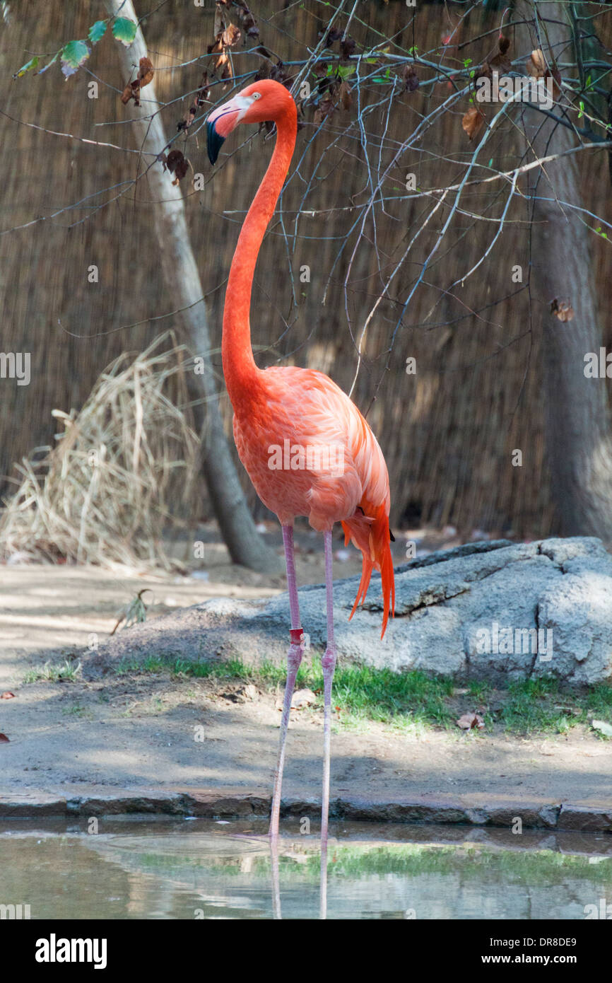 Flamingo Stockfoto