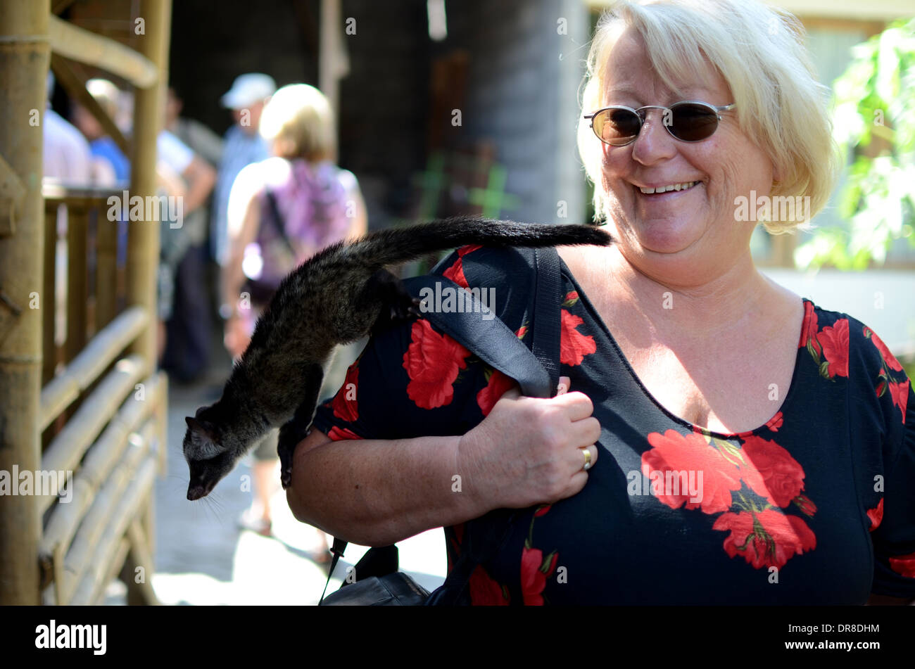 Touristen aus Deutschland hält eine Zibetkatze beim Betrachten des Prozess der Herstellung Luwak Kaffee in Kediri, Ost-Java, Indonesien Stockfoto