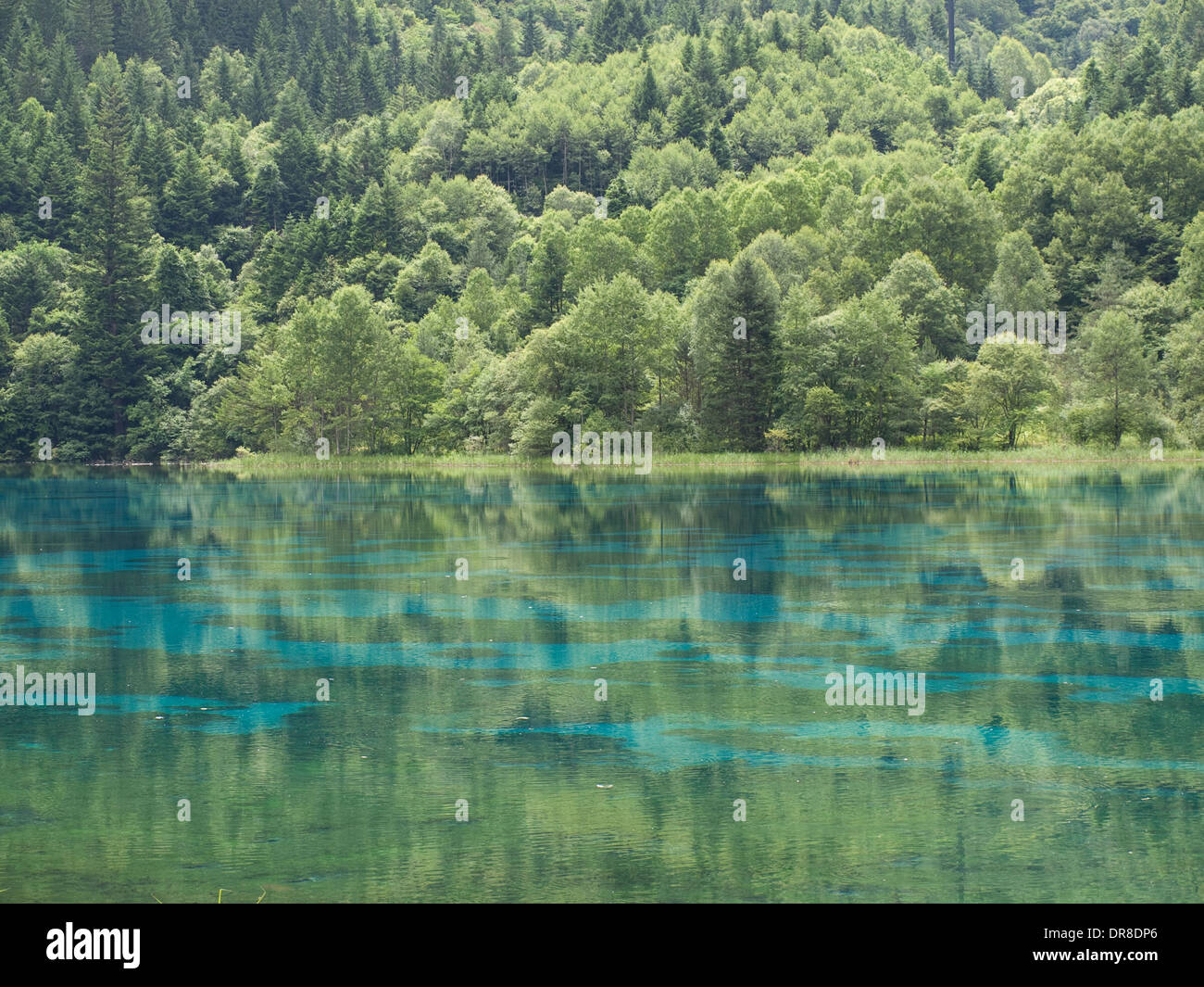 Fünf Blume See in Jiuzhaigou, China Stockfoto