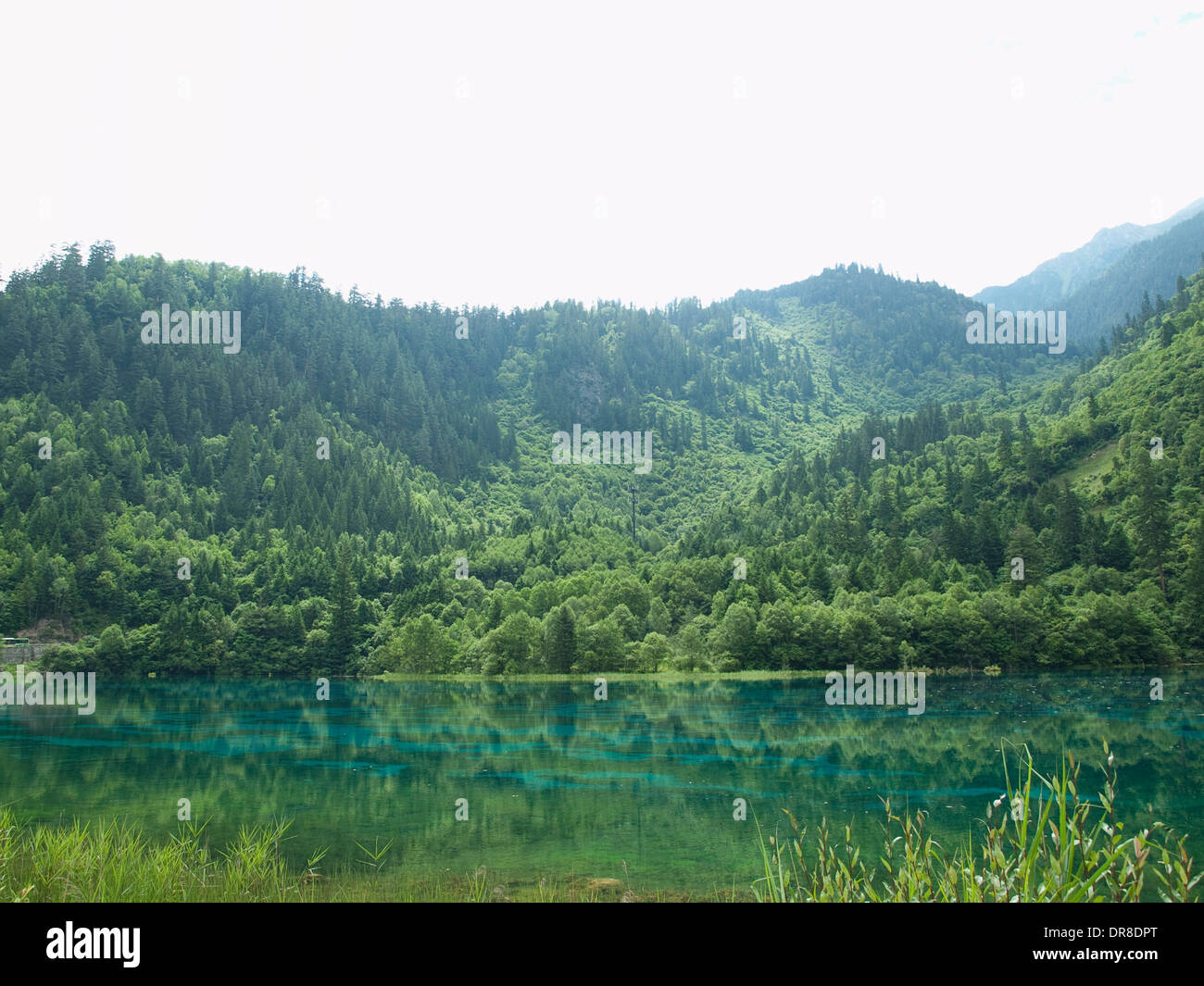 Fünf Blume See in Jiuzhaigou, China Stockfoto