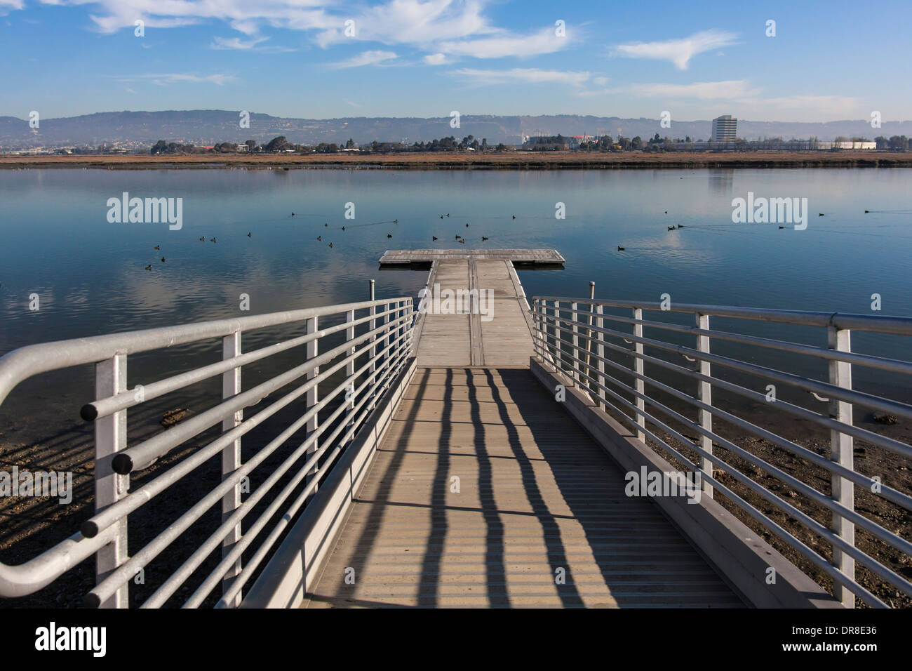 über 30 amerikanischen Blässhühner schweben am Ende das Wasser einer Kajak/Kanu-Launch in einem regionalen Park in der Nähe von Oakland International Airport. Stockfoto