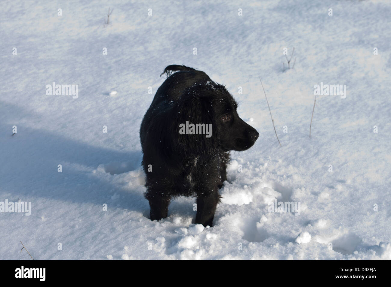 Schwarze Cocker-Spaniel im Schnee Stockfoto