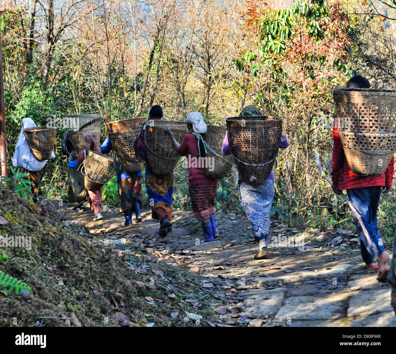 Gurung Frauen zum Sammeln von Brennholz außerhalb Ghandruk in das Annapurna-Gebiet von Nepal Stockfoto Gurung Frauen zum Sammeln von Brennholz außerhalb Ghandruk in das Annapurna-Gebiet von Nepal Stockfoto