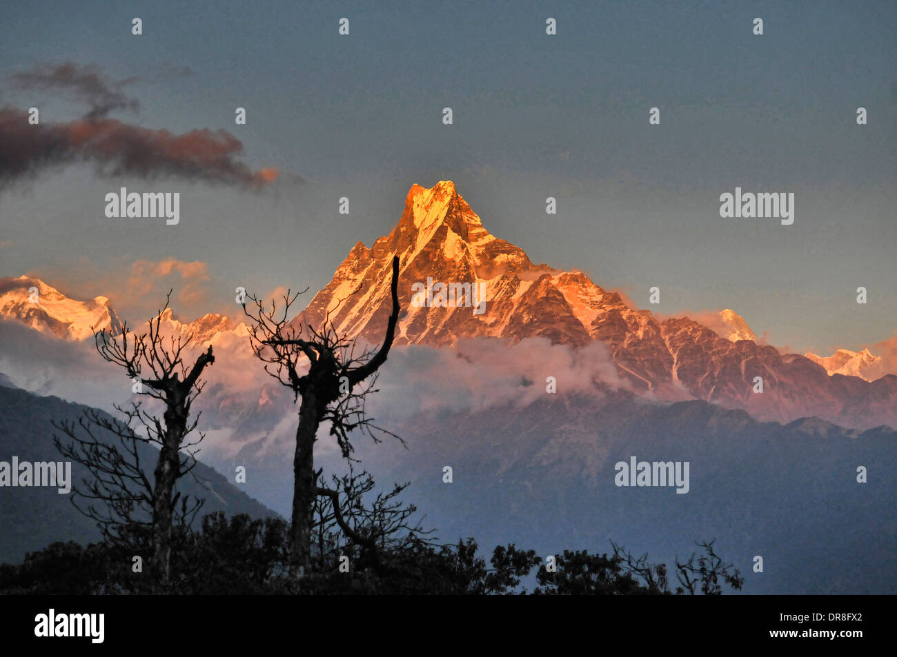 Machapuchare (Fishtail Peak) bei Sonnenuntergang gesehen aus Tadapani in das Annapurna-Gebiet von Nepal Stockfoto Machapuchare (Fishtail Peak) bei Sonnenuntergang gesehen aus Tadapani in das Annapurna-Gebiet von Nepal Stockfoto