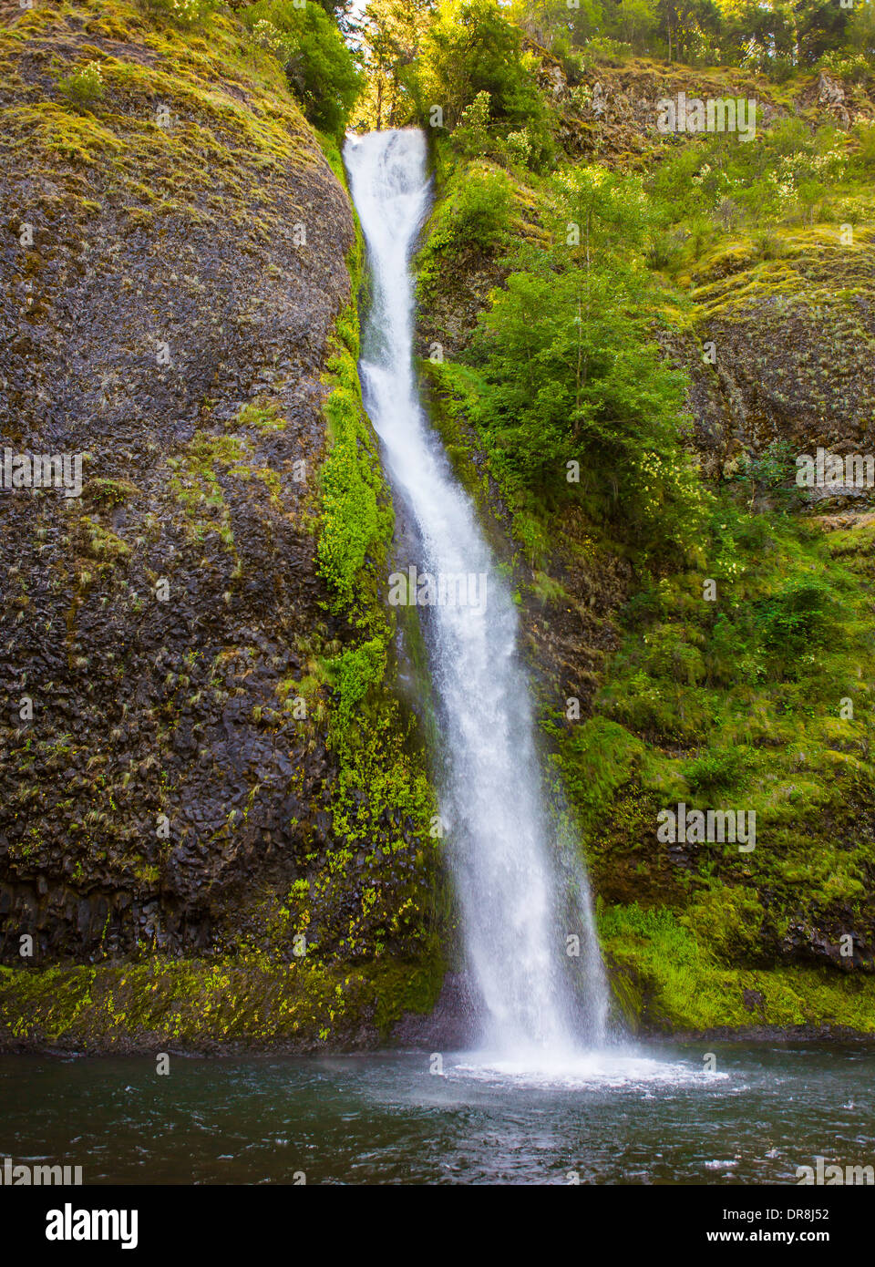 COLUMBIA RIVER GORGE, OREGON, USA - Schachtelhalm fällt. Stockfoto