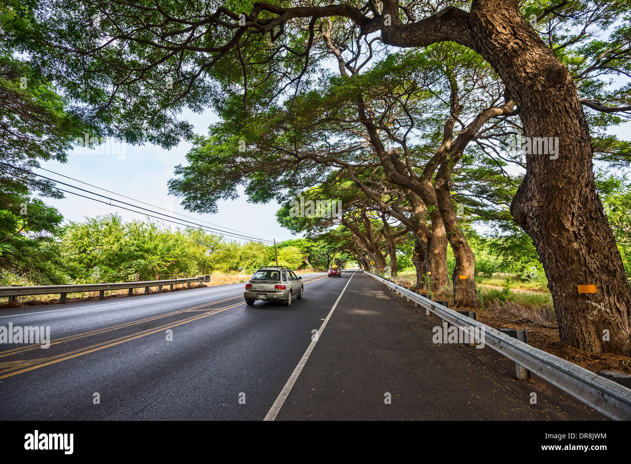 Eine schöne Straße, gesäumt von großen Bäumen auf der hawaiianischen Insel Maui. Stockfoto