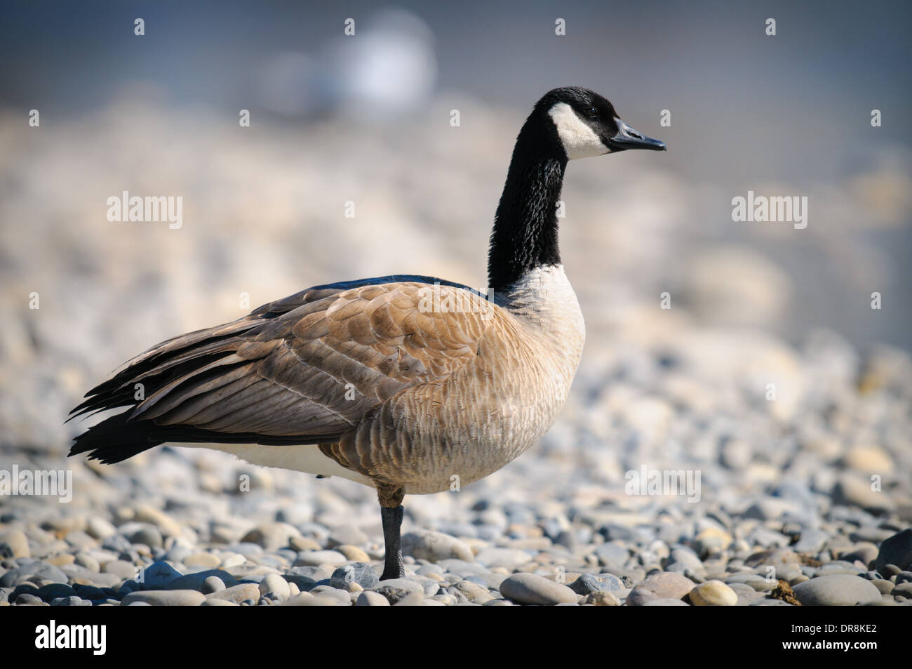 Kanadische Gänse am Rand der Flüsse im Frühling Stockfoto