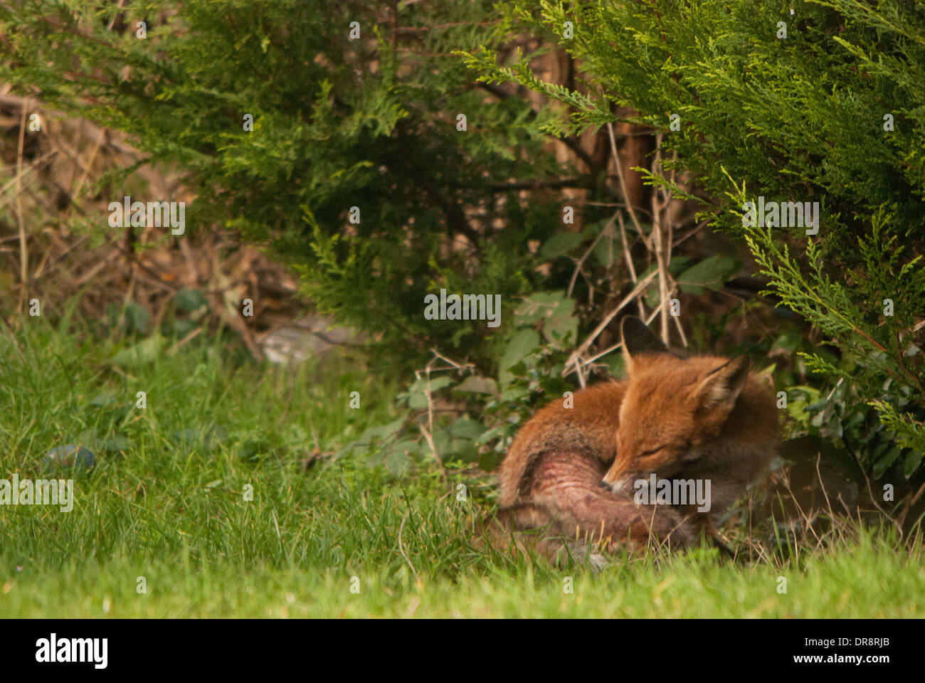 Fuchs (Vulpes Vulpes) mit Haut leiden in einem Garten hinter dem Haus. Stockfoto